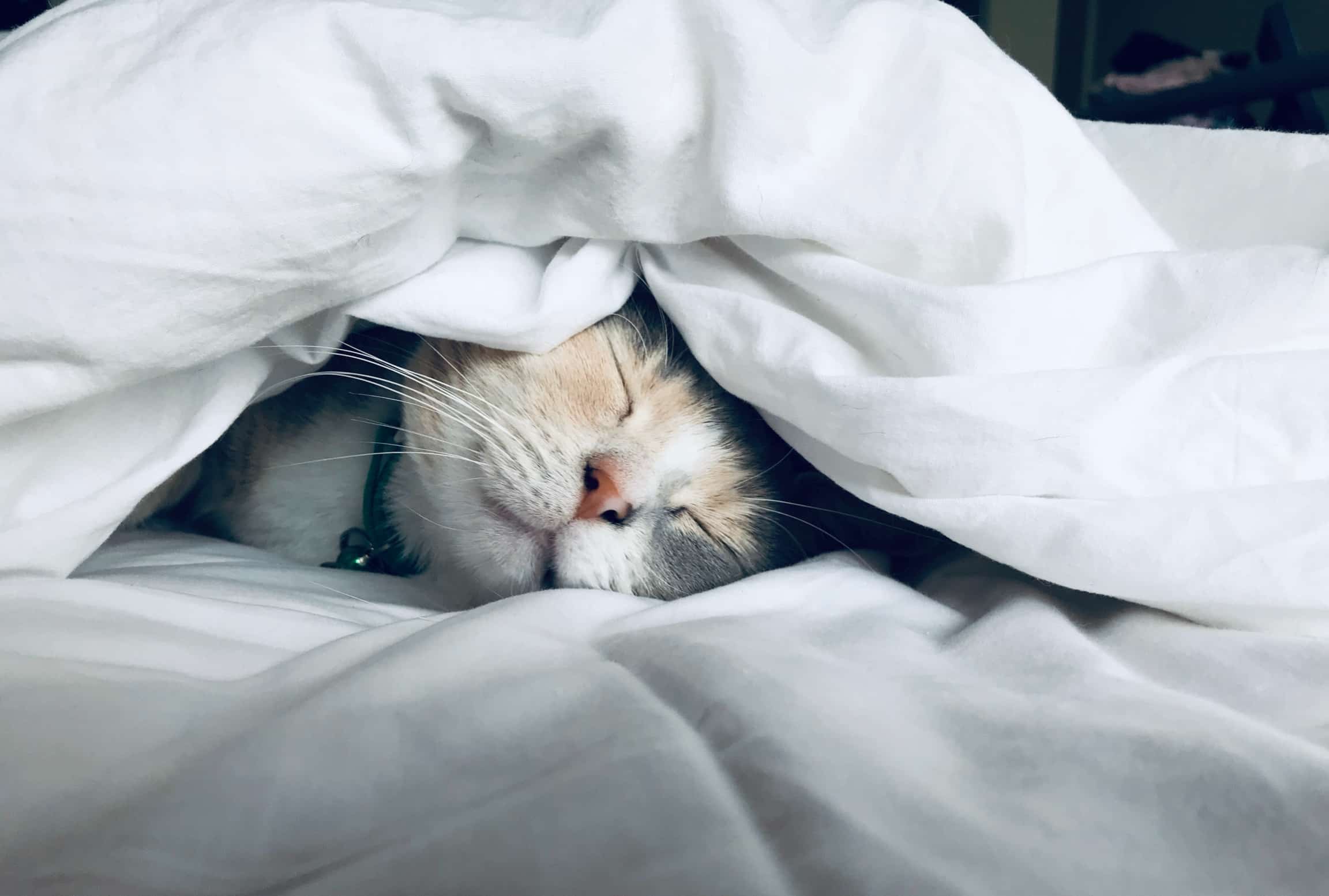 sono-confortável-op sono-confortável